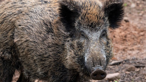 Wildschwein war ausgebüxt: Wildpark Knüll wieder geöffnet