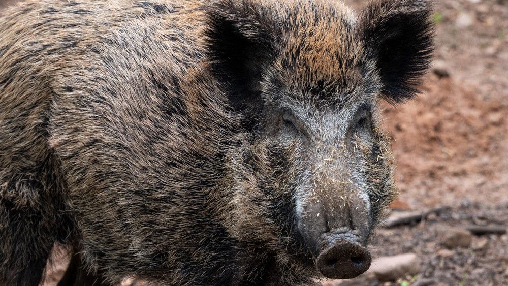 Wildschwein