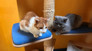 Droht dem Tierheim Lauterbach das Aus?