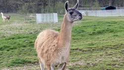 Frühling im Bergtierpark Erlenbach: Das erwartet Euch jetzt