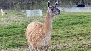 Frühling im Bergtierpark Erlenbach: Das erwartet Euch jetzt