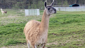 Frühling im Bergtierpark Erlenbach: Das erwartet Euch jetzt