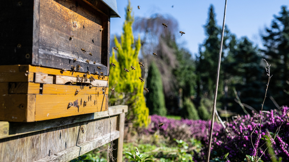 Bienen fliegen in einen Bienenstock. In den letzten 30 Jahren ist der Insektenbestand um 80 Prozent zurückgegangen, sagt Imker Thomas Poetsch