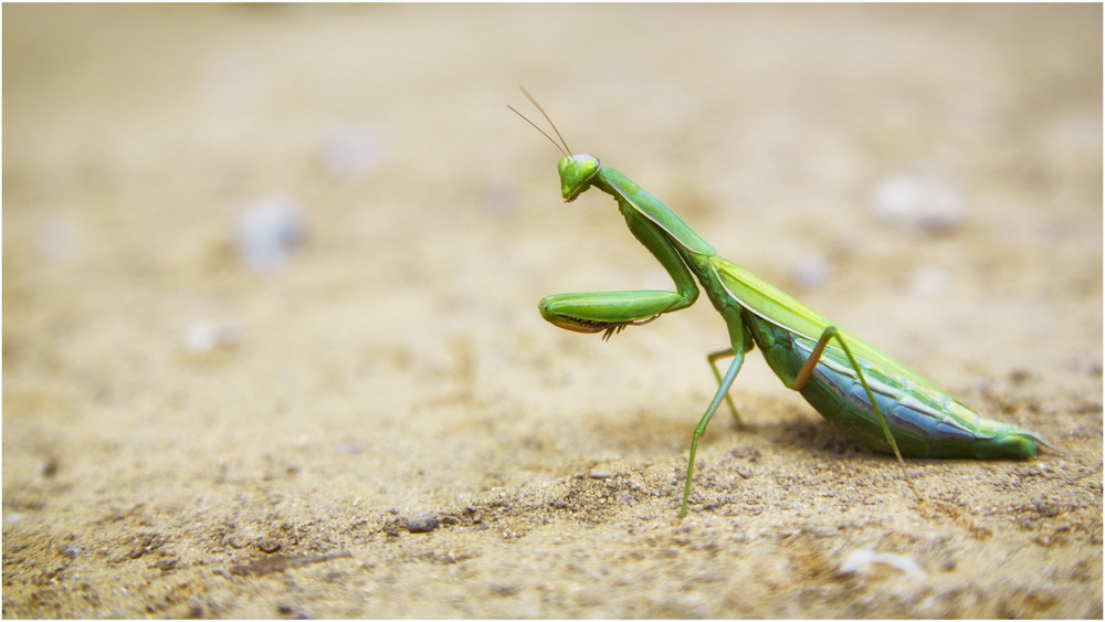 In der Rhön ist erstmals eine Gottesanbeterin gesichtet worden. 