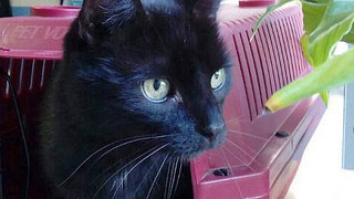 Hessisches Staatstheater - Keine Katze auf der Bühne