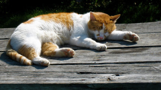 Haustiere bei Hitze: Was hilft Hunden und Katzen?