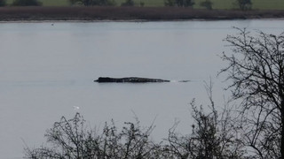 Buckelwal Timmy noch am Leben: Wie geht es weiter?