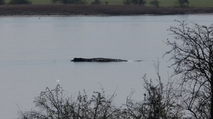 Buckelwal Timmy noch am Leben: Wie geht es weiter?