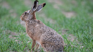 Hasenpest im Kreis Marburg-Biedenkopf - Hunde anleinen