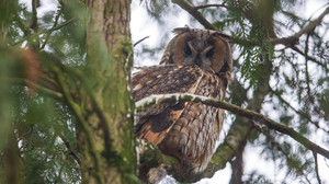 So schützt sich der Wildpark Gersfeld vor der Vogelgrippe