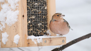 Wintervögel zählen und melden: Nabu ruft zum Mitmachen auf