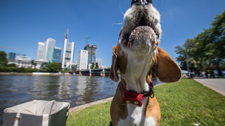 Streit zwischen Hundebesitzerin und 19-Jähriger in Hainburg eskaliert