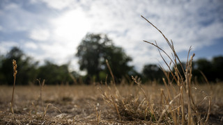Stadt verhängt Grillverbot: Extreme Trockenheit in Bad Vilbel