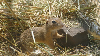 Bereit für die Wildnis: Opel-Zoo in Kronberg wildert 7 Ziesel aus