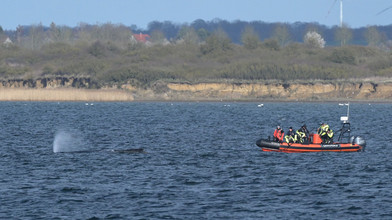 Buckelwal vor Ostseeküste Lage bleibt kritisch