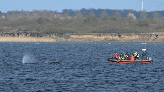 Buckelwal vor Ostseeküste Lage bleibt kritisch