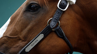 Unfall mit Pferde-Anhänger bei Gemünden: Pferd wird eingeschläfert