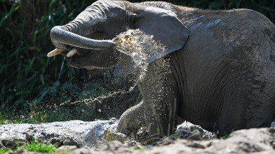 Heiße Tage im Opel-Zoo: So erfrischen sich die Tiere