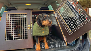 Wald bei Lollar: Feuerwehr rettet Jagdterrier aus Rohr unter der Erde