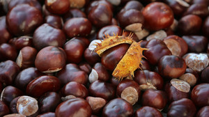 Kastaniensammeln für den WildtierPark Edersee