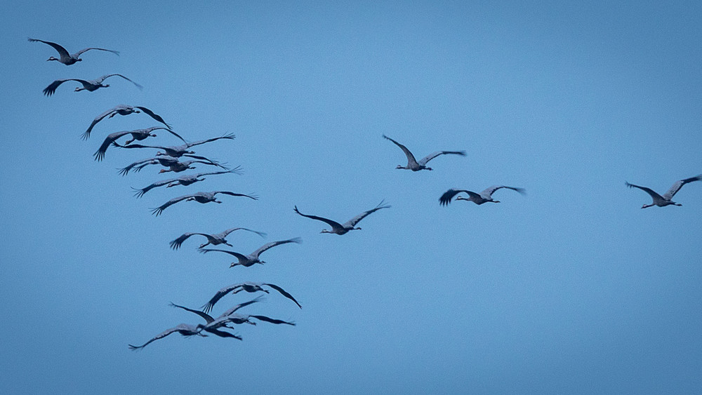 Kraniche fliegen derzeit in Riesenschwärmen über Hessen Richtung Süden.