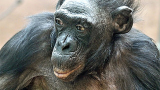 Frankfurter Zoo: Langes Affenleben - Bonobo Margrit stirbt mit 70