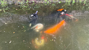 Roller im Affolderner See versenkt und abgehauen