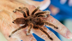 Faszinierende Spinnen und Insekten in Mainz