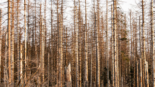 Frankfurter Stadtwald weiter todkrank
