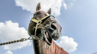 Die besten Flachwitze aller Zeiten