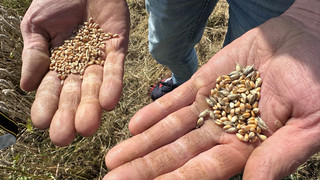 Hessischer Bauernverband: Regen zwingt Landwirte zum Ernte-Stillstand