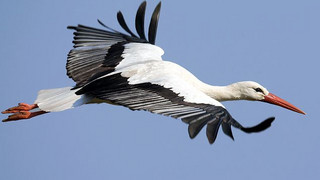 NABU fragt: Wo gibt es in Hessen gerade Störche zu sehen?