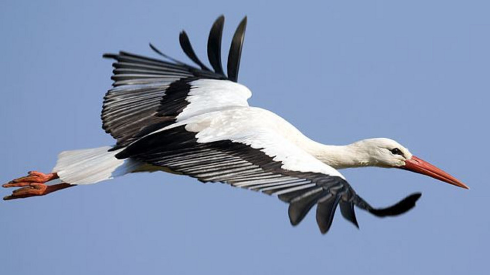 Ein fliegender Storch am blauen Himmel. Weit hat er die schwarz-weißen Flügel ausgebreitet. 