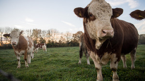 Verbraucher verzehren weniger Milch, Käse und Butter