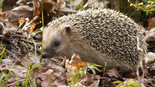 Laubhaus für Igel bauen: So kannst du im Herbst helfen