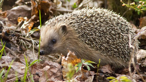 Laubhaus für Igel bauen: So kannst du im Herbst helfen