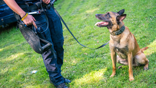 Polizeihund überwältigt aggressiven Mann in Bad Nauheim