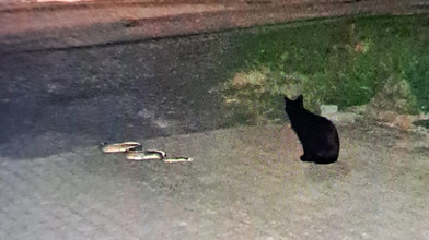 Königspython in Brachttal: Katze stellt vermisste Schlange