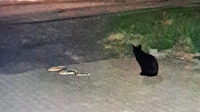 Königspython in Brachttal: Katze stellt vermisste Schlange