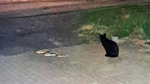 Königspython in Brachttal: Katze stellt vermisste Schlange
