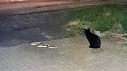 Königspython in Brachttal: Katze stellt vermisste Schlange