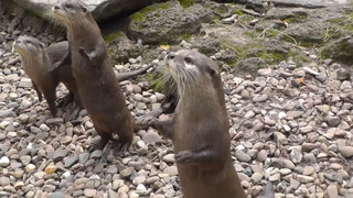 Babyboom im Tierpark Ströhen: Kleine Entdecker begeistern Besucher