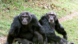 In Uganda führen Schimpansen seit 10 Jahren "Bürgerkrieg"