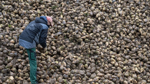 Zikadenalarm: Bedroht Stolbur unsere Zuckerrüben und Kartoffeln