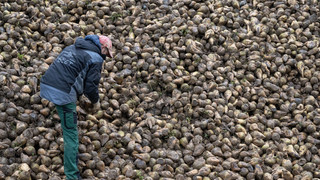 Zikadenalarm: Bedroht Stolbur unsere Zuckerrüben und Kartoffeln