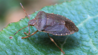 Stinkwanzen: Diese Hausmittel helfen gegen die Wanzen