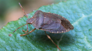 Stinkwanzen: Diese Hausmittel helfen gegen die Wanzen
