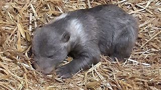 Nachwuchs bei Braunbären im Wildpark Knüll: Bärenmädchen heißt Linnea