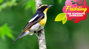 Passend zum Frühlingsstart: Angeberwissen über Vögel