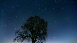 Nicht nur für Weihnachten: Patenschaft verschenken